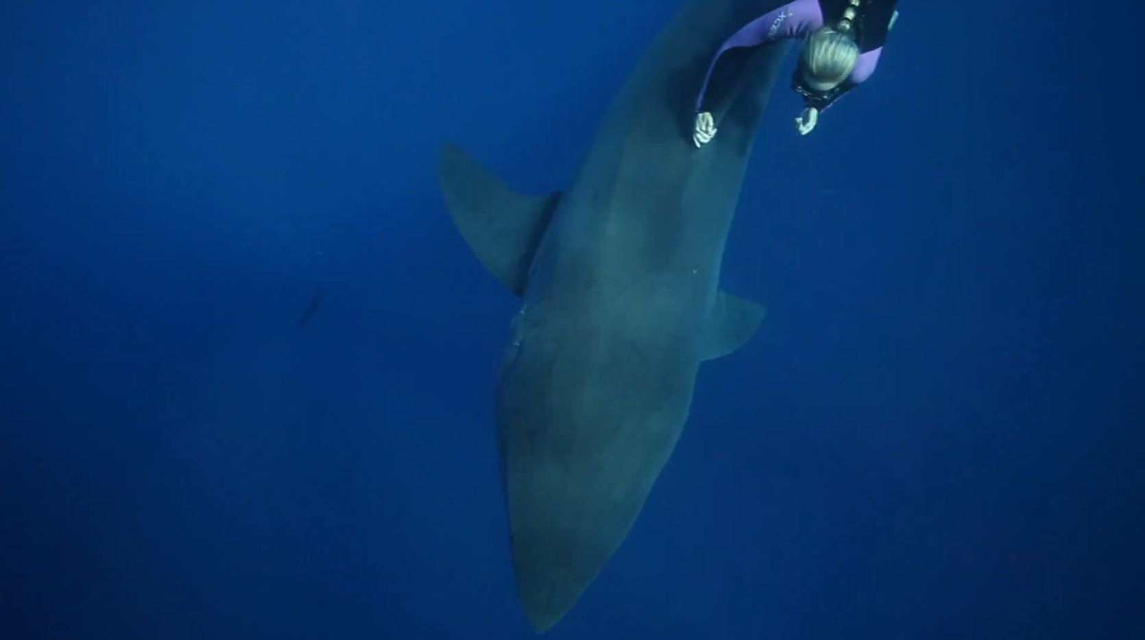 VideoExtra, Simma, Vithaj, Hajar